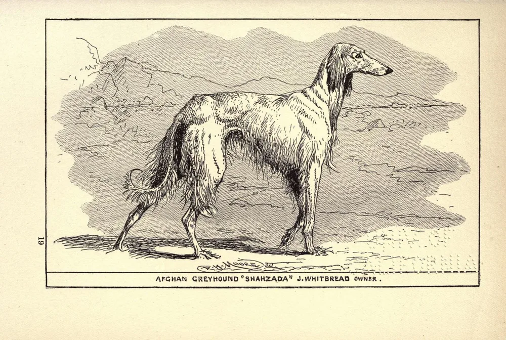 Illustration of an 'Afghan Greyhound' named Shahzada from All About Dogs (1900)