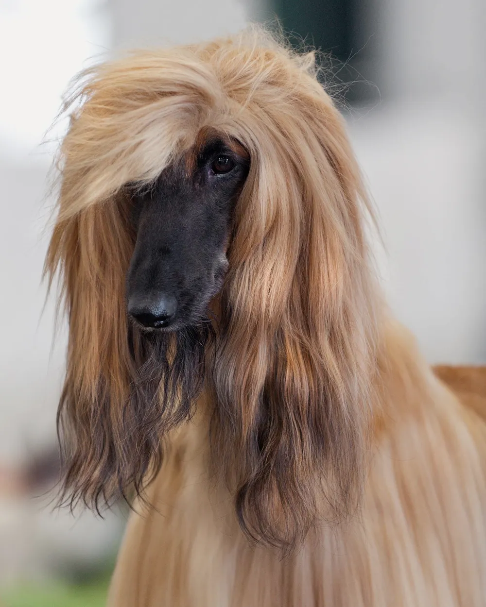 Head of a golden Afghan Hound with long silky ear feathering