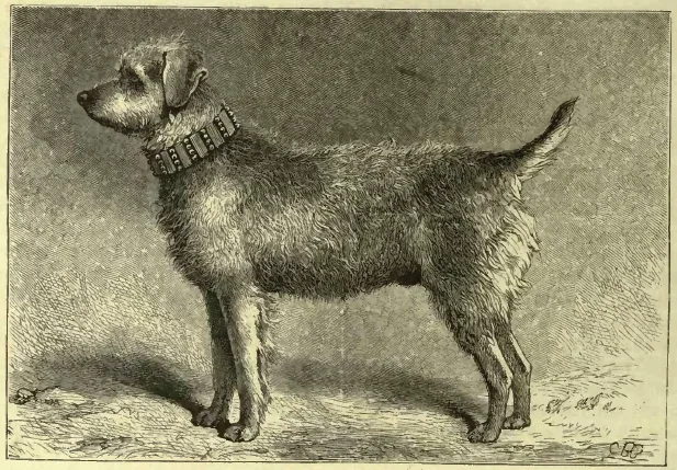 1881 engraving of 'Thunder', a rough-coated Bingley Terrier wearing a studded collar