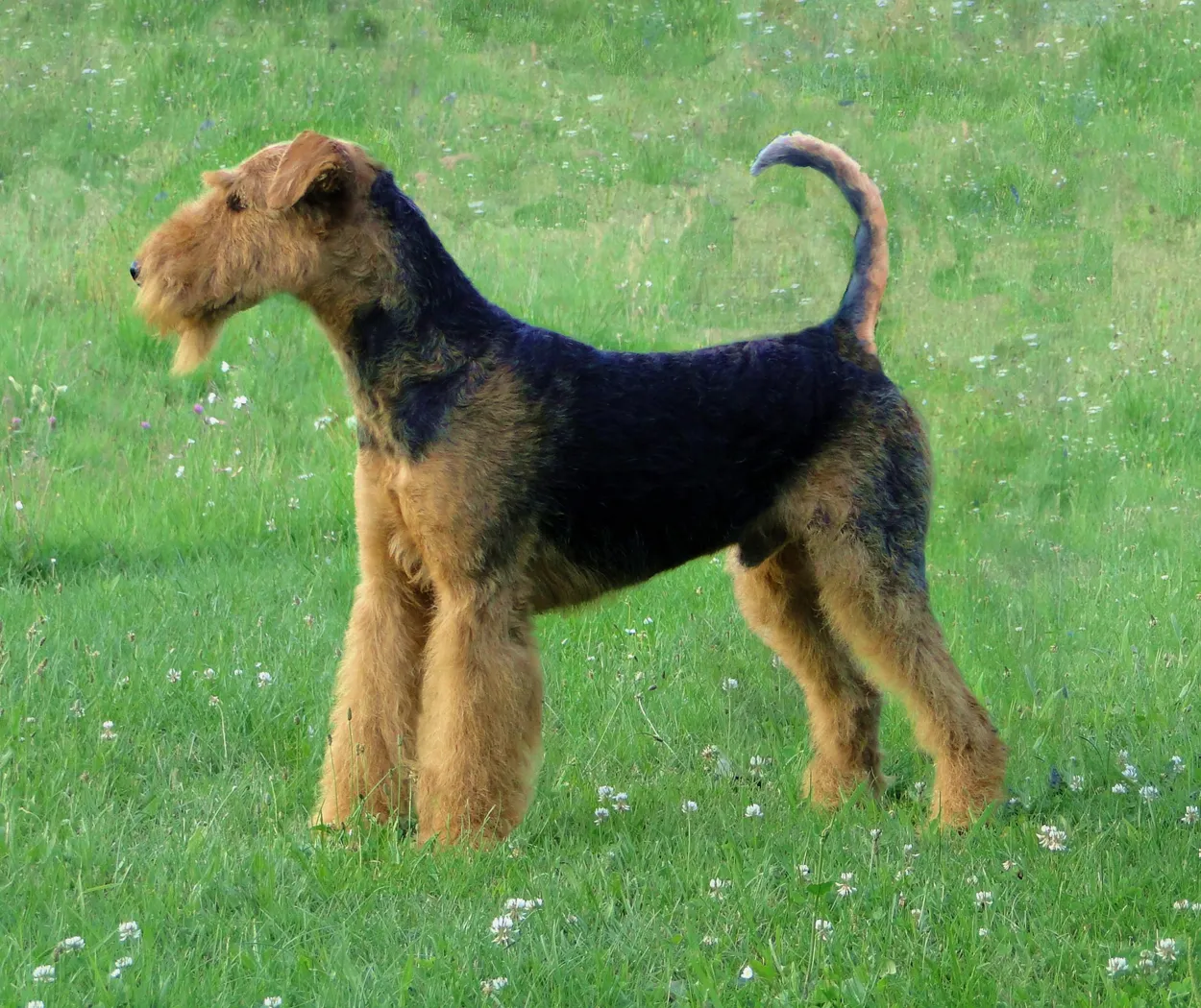 A black-and-tan Airedale Terrier in a standard trim, standing side-on on grass