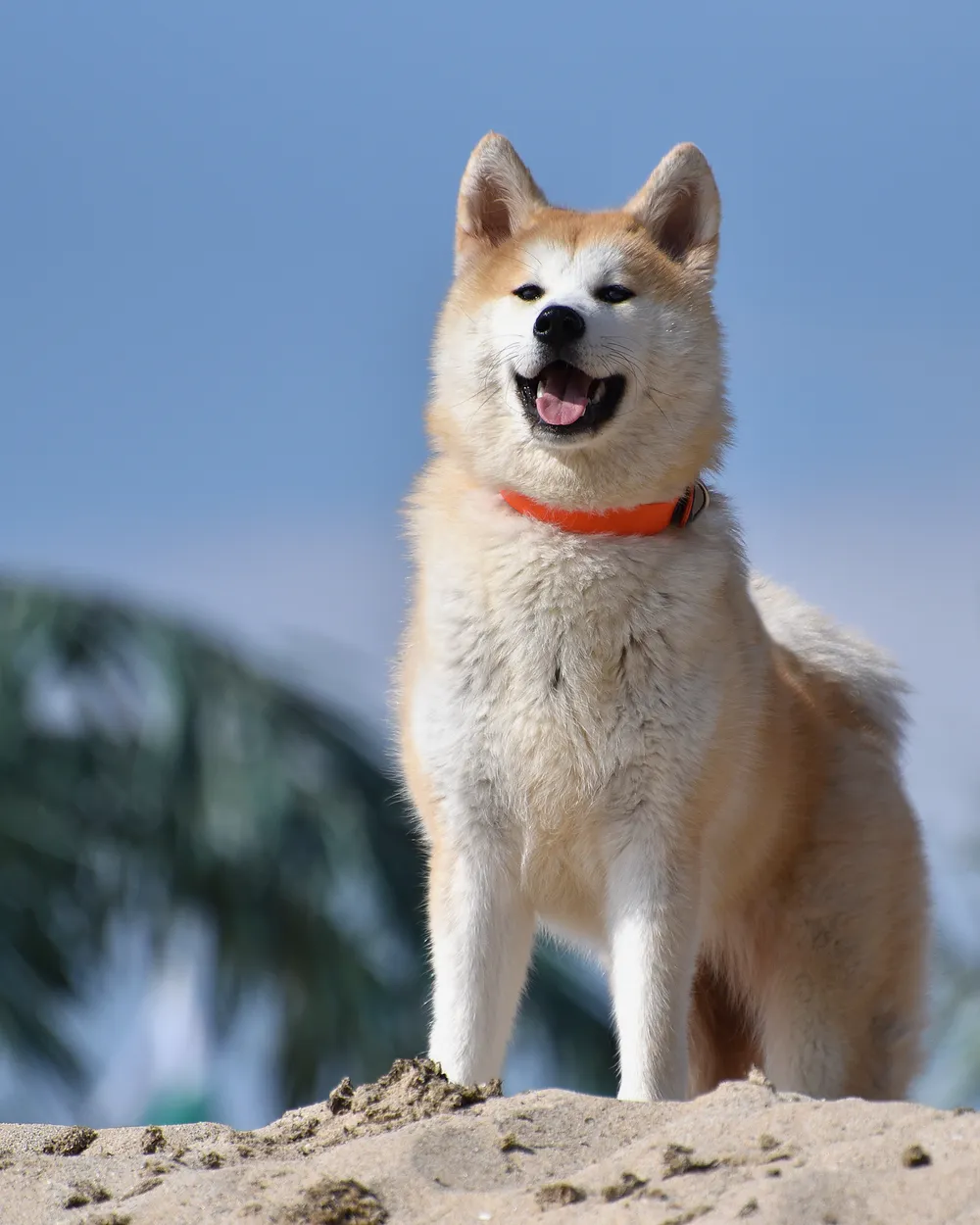 A red-and-white Japanese Akita (Akita Inu) standing on sand under a blue sky