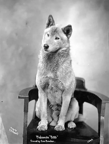 Studio photograph, around 1904, of a sled dog captioned 'Malamute "Bob"', sitting on a chair