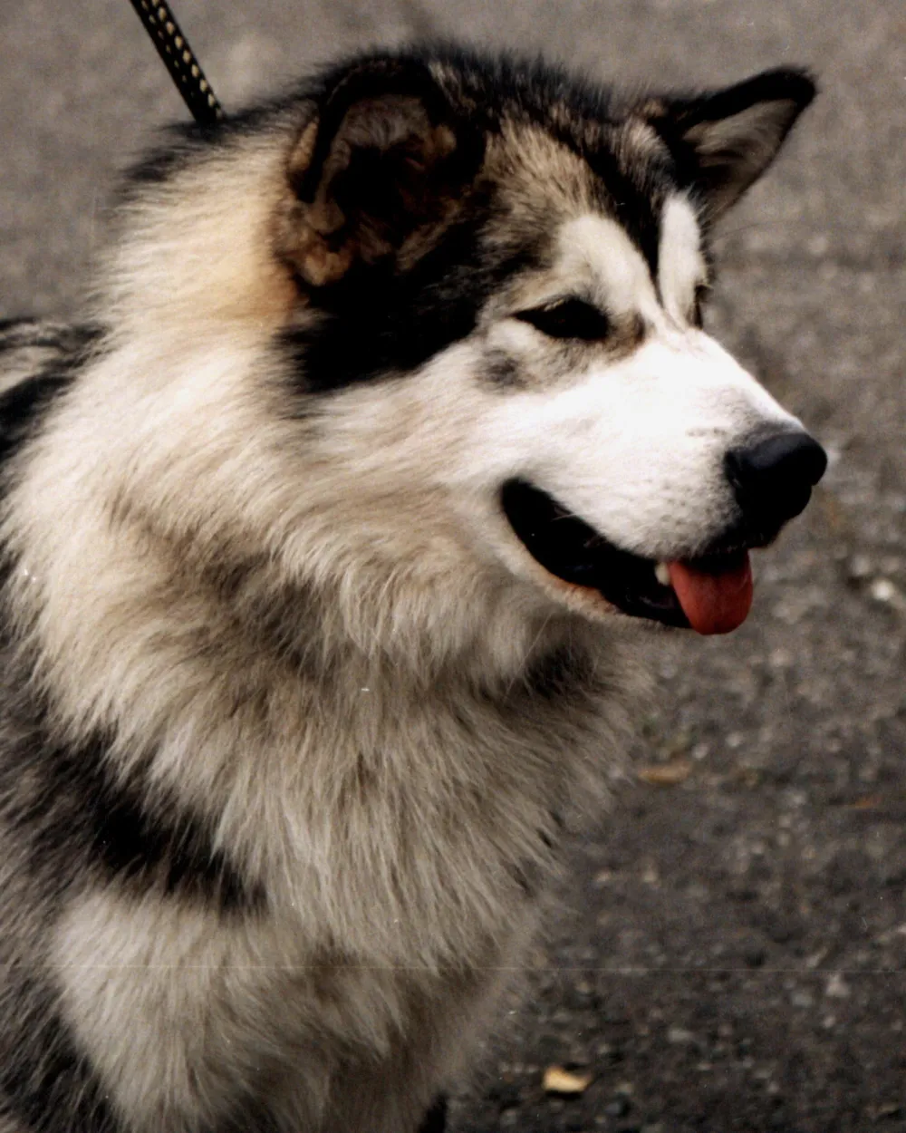 Close-up of a grey-and-white Alaskan Malamute