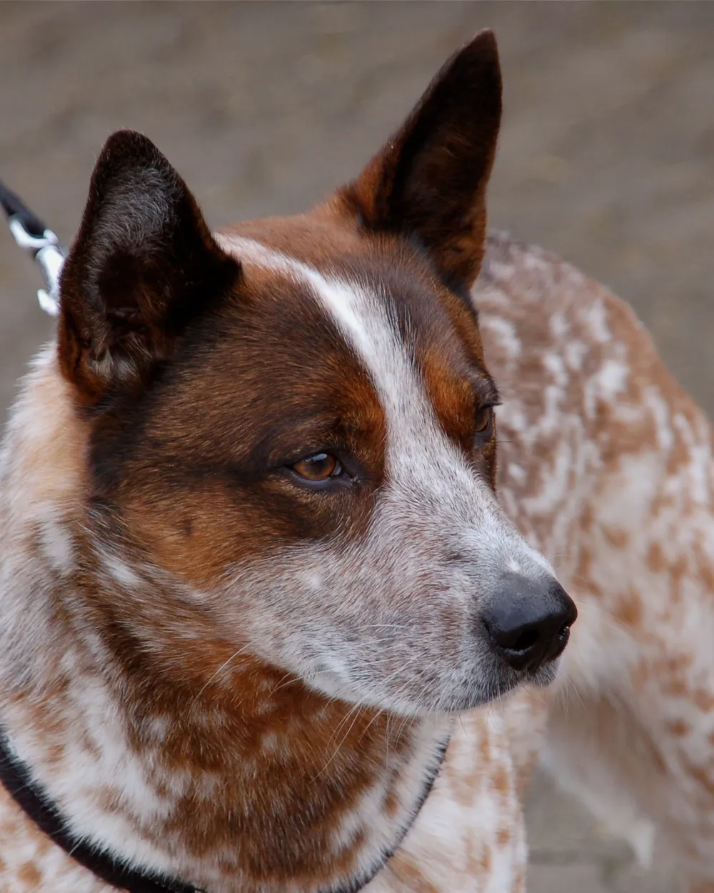 Head of a red-speckled Australian Cattle Dog