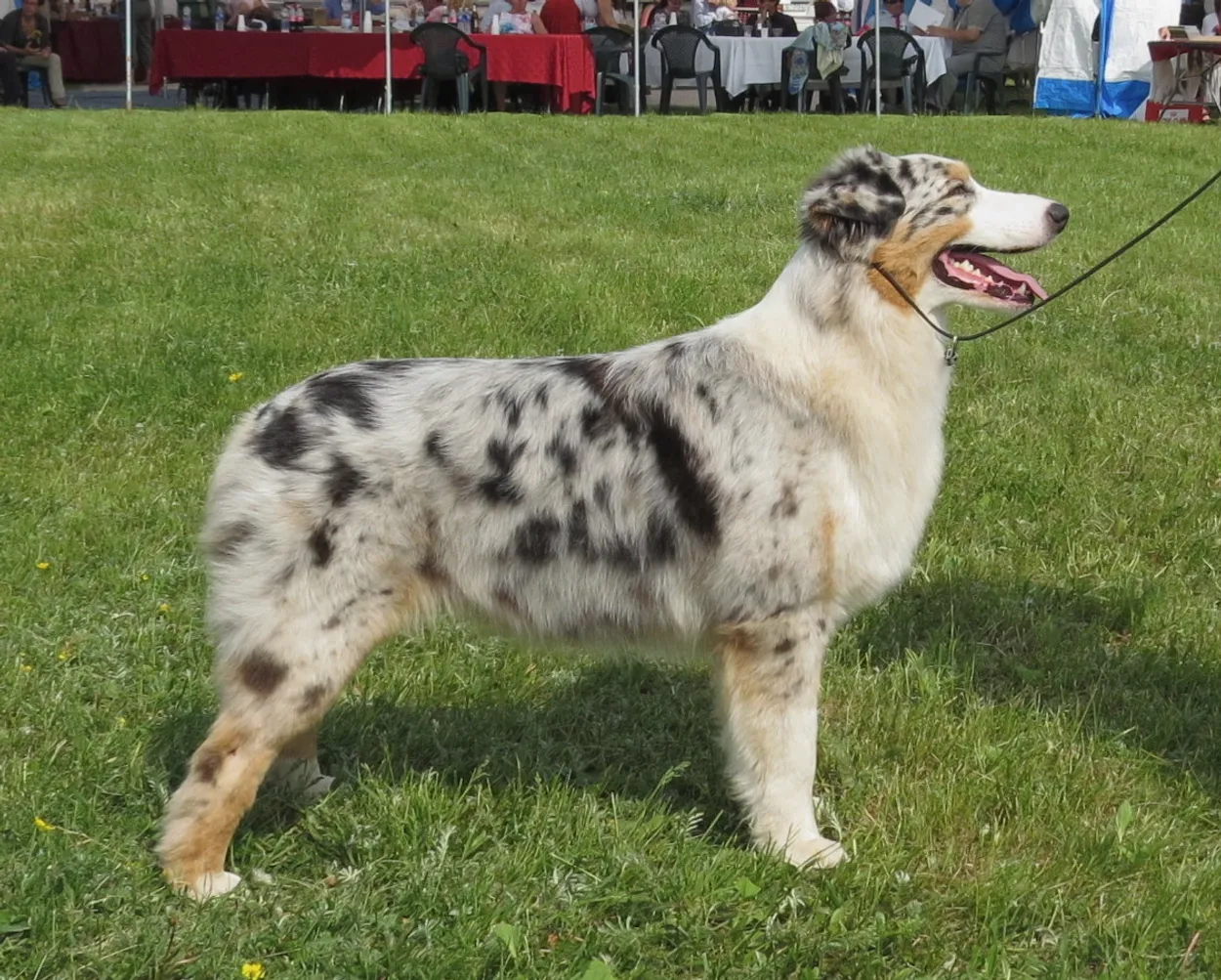 An adult blue-merle Australian Shepherd standing side-on at a dog show, showing its full coat and balanced outline