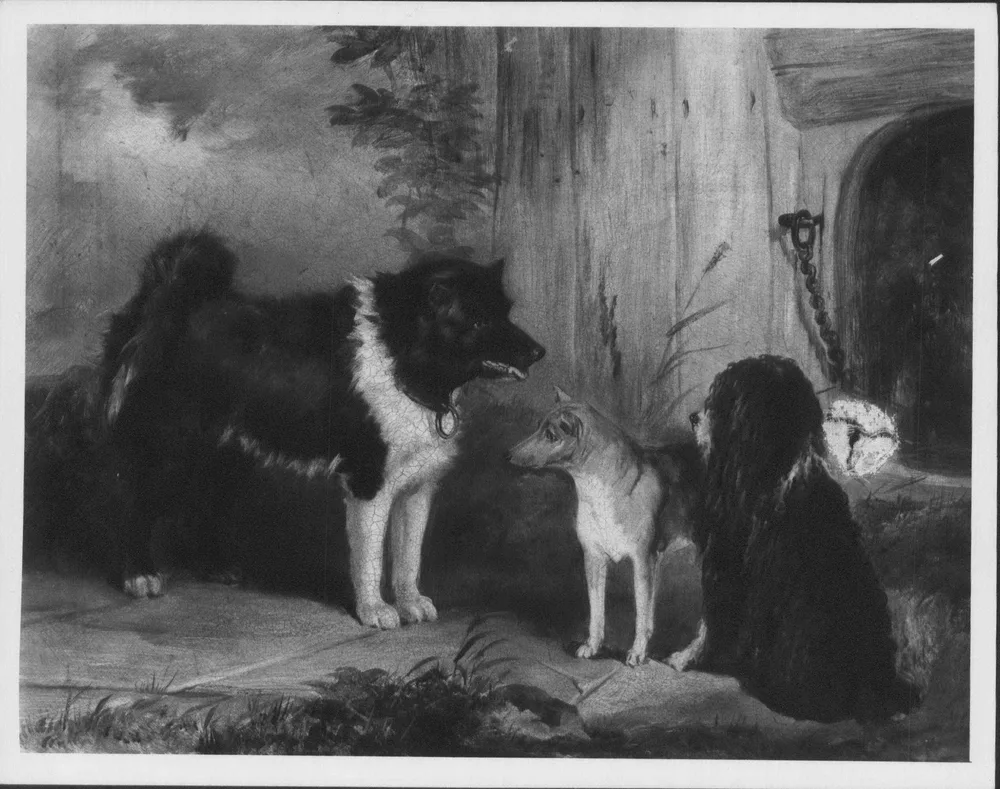 Thomas Musgrave Joy's painting of three dogs; the small, prick-eared dog in the centre is catalogued as a Basenji