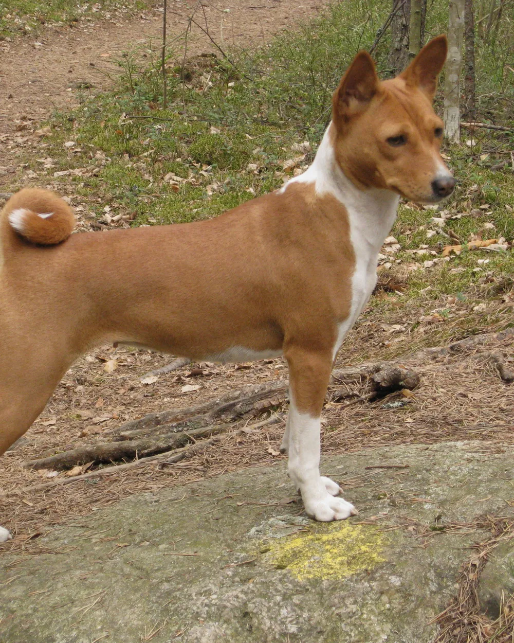 A red-and-white Basenji standing on a rock with its tail curled over its back