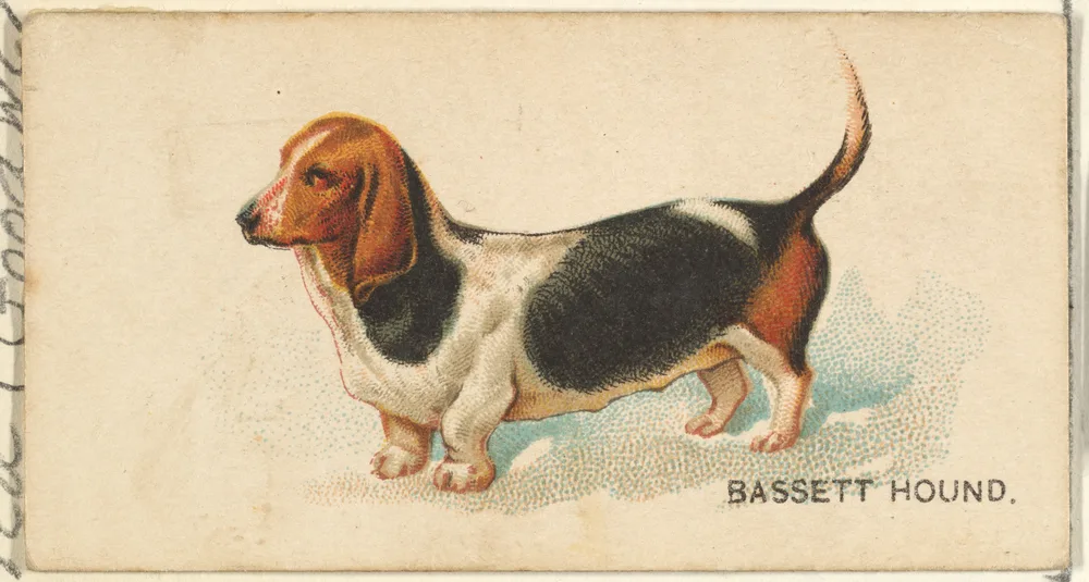 1890 年的香烟卡：一只三色巴吉度猎犬侧身站立