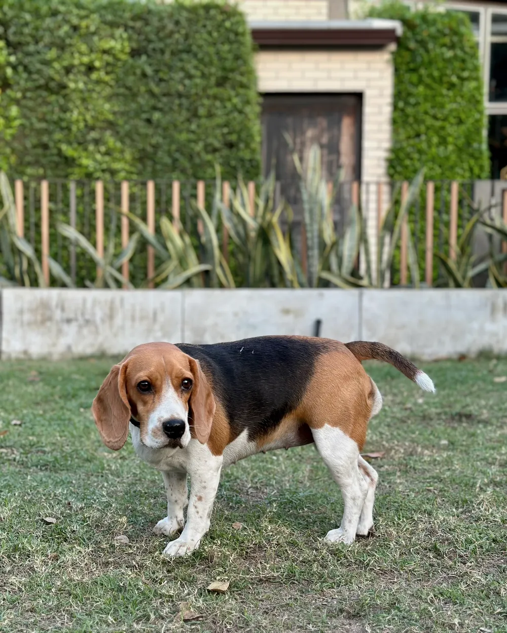 An adult tricolour Beagle standing alone on grass, showing its long ears, black saddle, compact hound body and white-tipped tail.