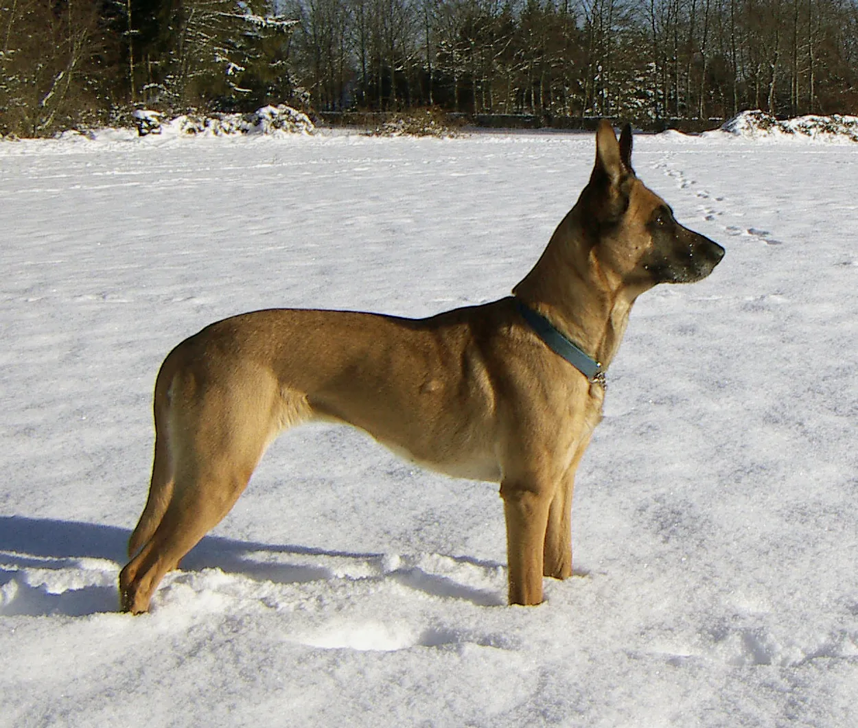 A seven-year-old fawn female Belgian Malinois with a black mask, standing side-on in the snow