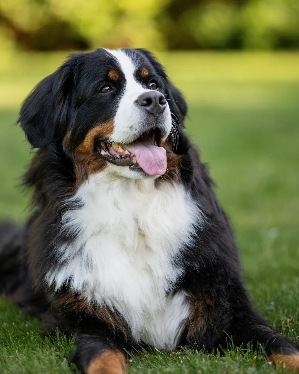 A tricolour Bernese Mountain Dog sitting in grass
