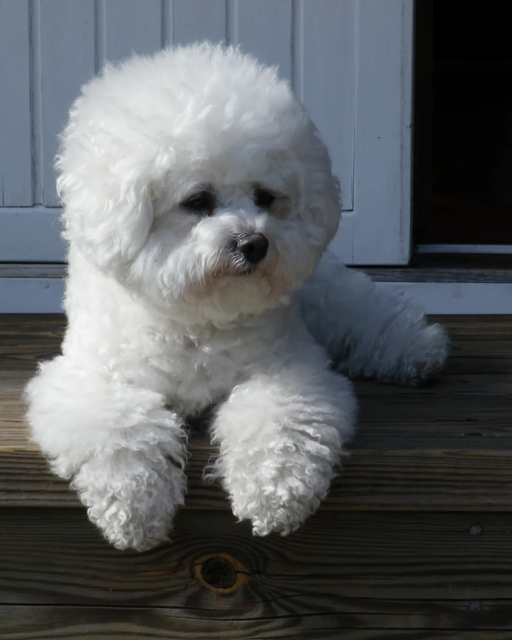 A white, fluffy Bichon Frise lying on a wooden porch