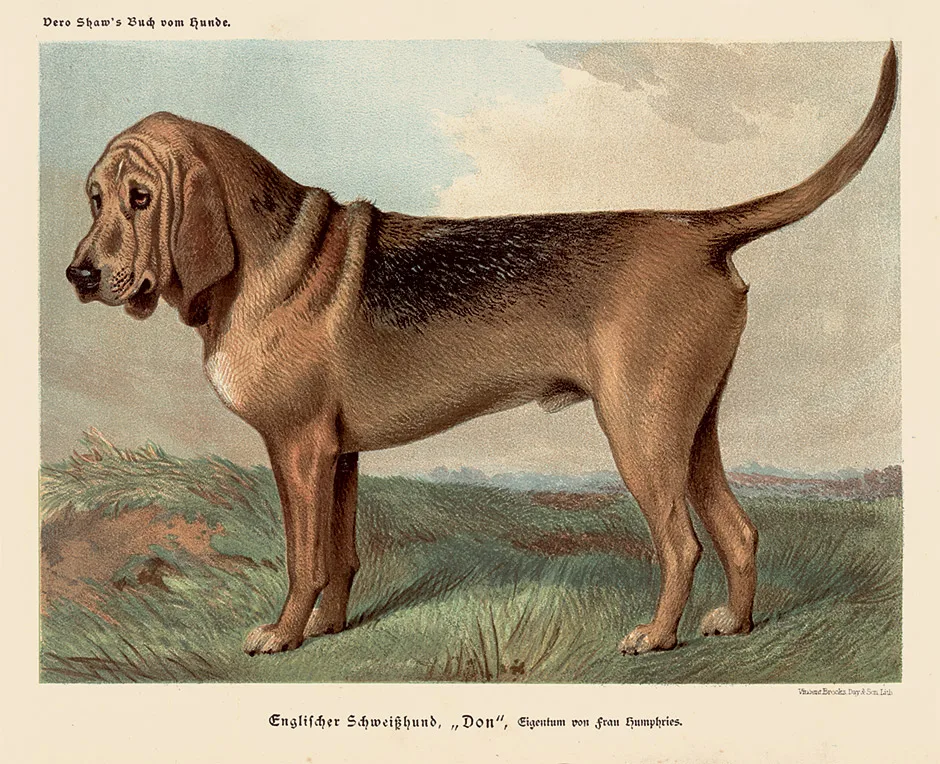 Colour plate of the Bloodhound 'Don' from the German edition of Vero Shaw's dog book (Leipzig, 1883–84)