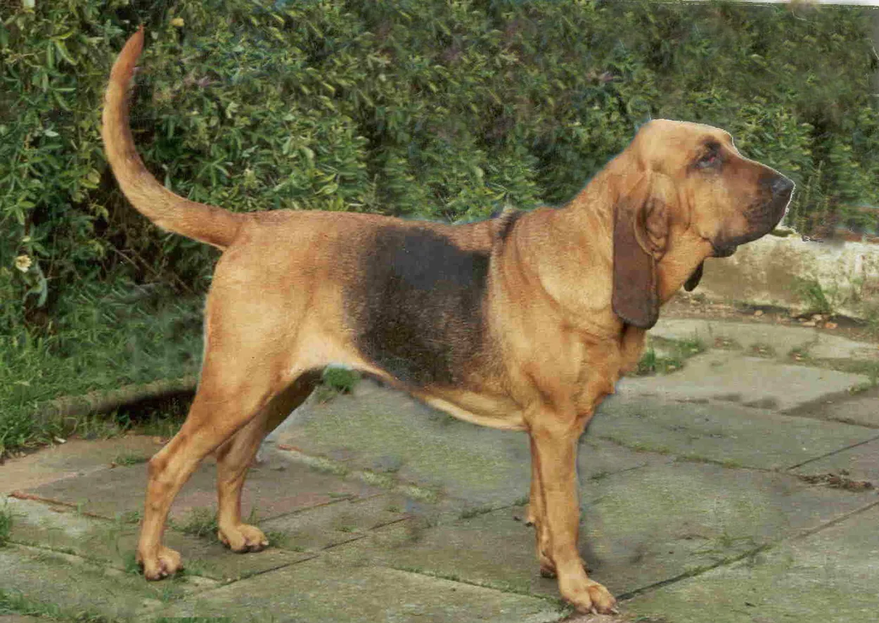 A black-and-tan Bloodhound standing side-on, showing its long ears, loose skin and long tail