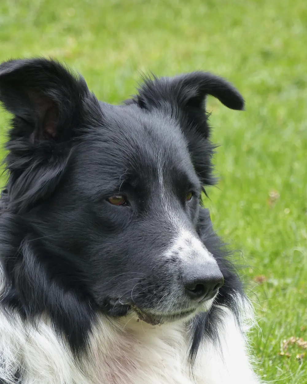 Head and shoulders of a black-and-white Border Collie outdoors