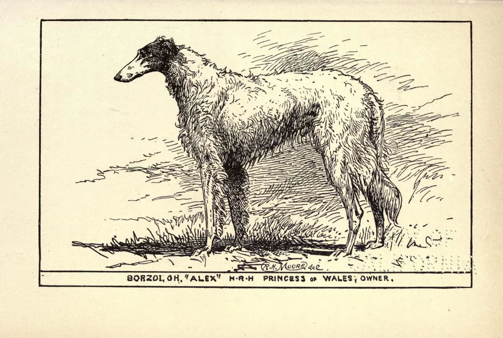 1900 engraving of the Borzoi Ch. Alex, owned by the Princess of Wales