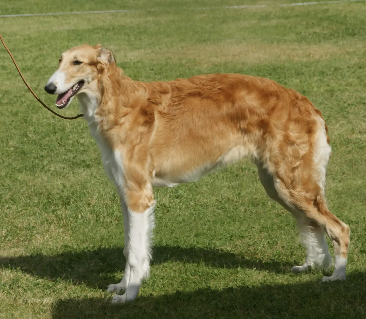 A red-and-white female Borzoi standing side-on on grass, showing its long narrow head and silky coat