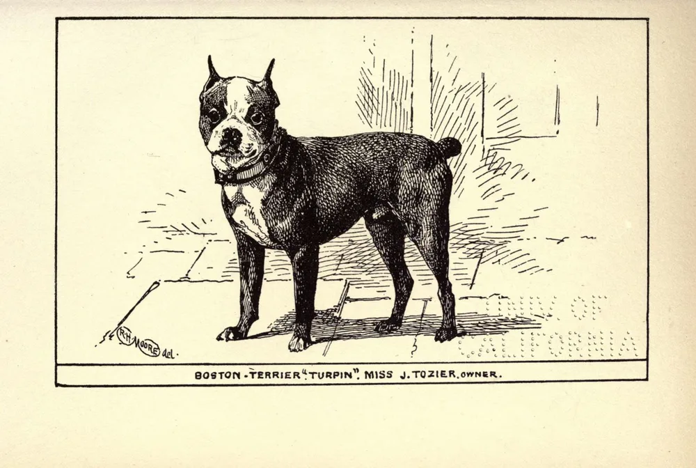 1900 engraving of the Boston Terrier 'Turpin', a dark dog with a white face blaze and cropped ears