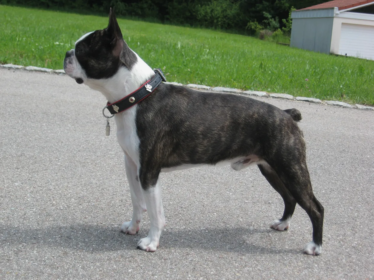 A brindle-and-white Boston Terrier standing side-on on a road, showing its compact body and erect ears