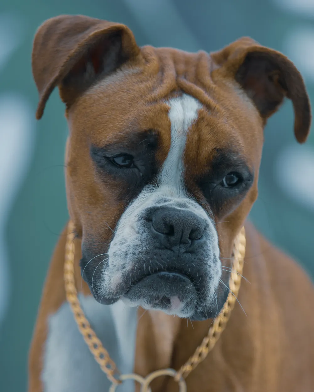 An adult fawn-and-white female Boxer with a black mask, head and chest, wearing a chain collar