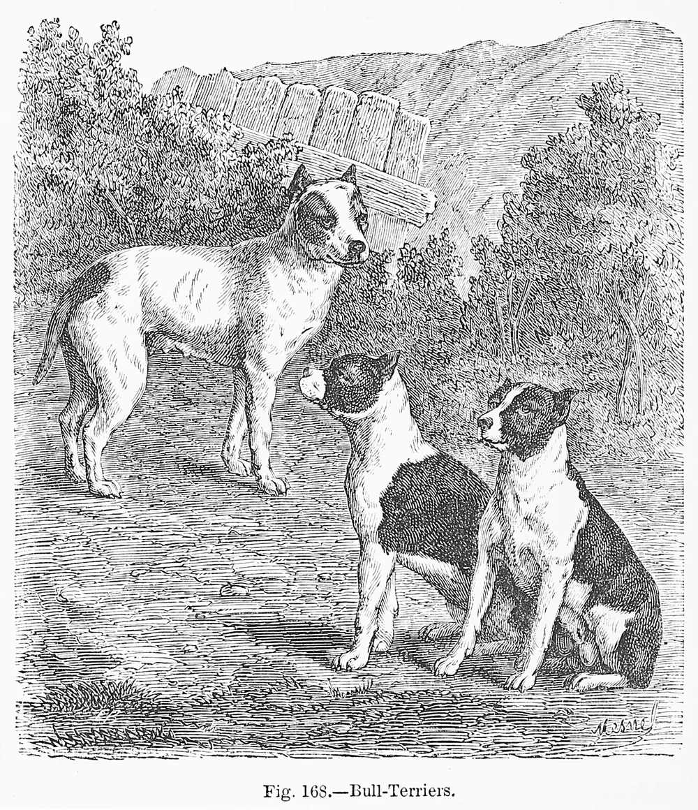 1870 engraving of three Bull Terriers with patched coats and long, straight-profiled heads