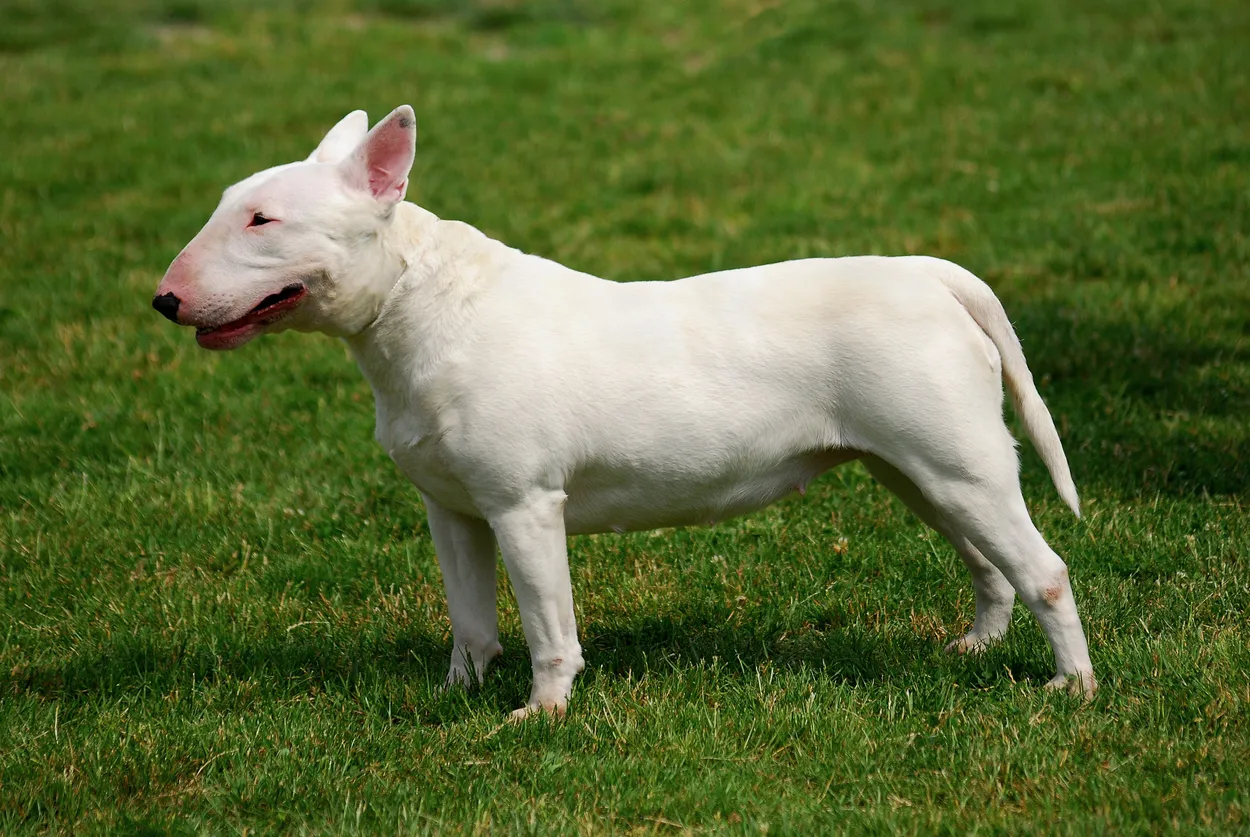 A white Bull Terrier standing side-on on grass, showing its egg-shaped head