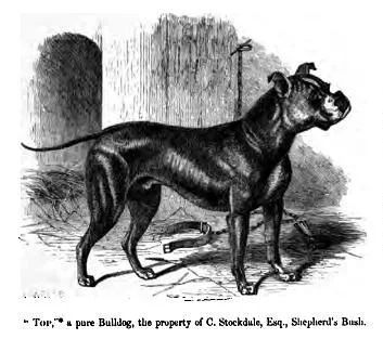 1859 engraving of 'Top', a tall, athletic Bulldog