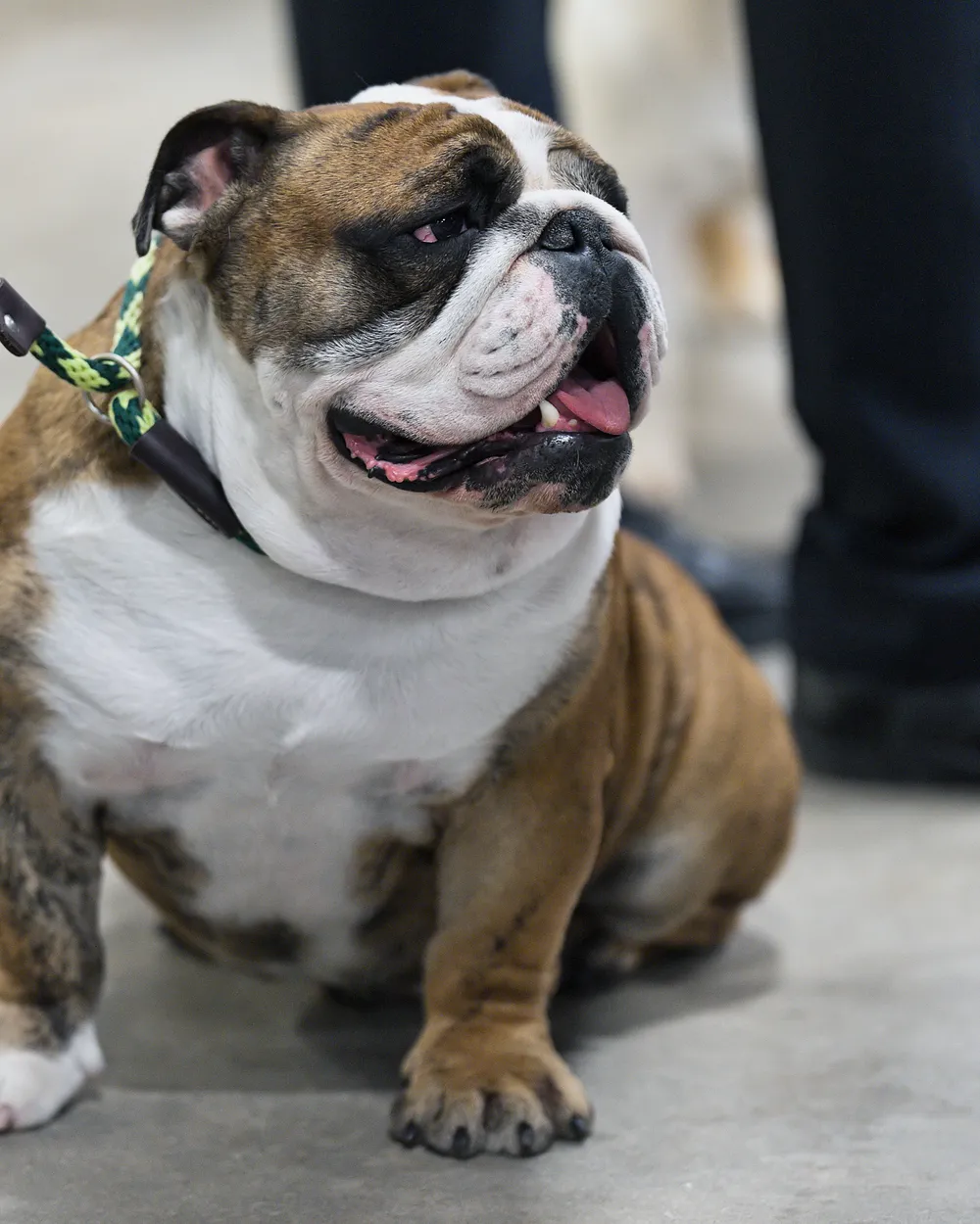 A brindle-and-white English Bulldog sitting on a concrete floor