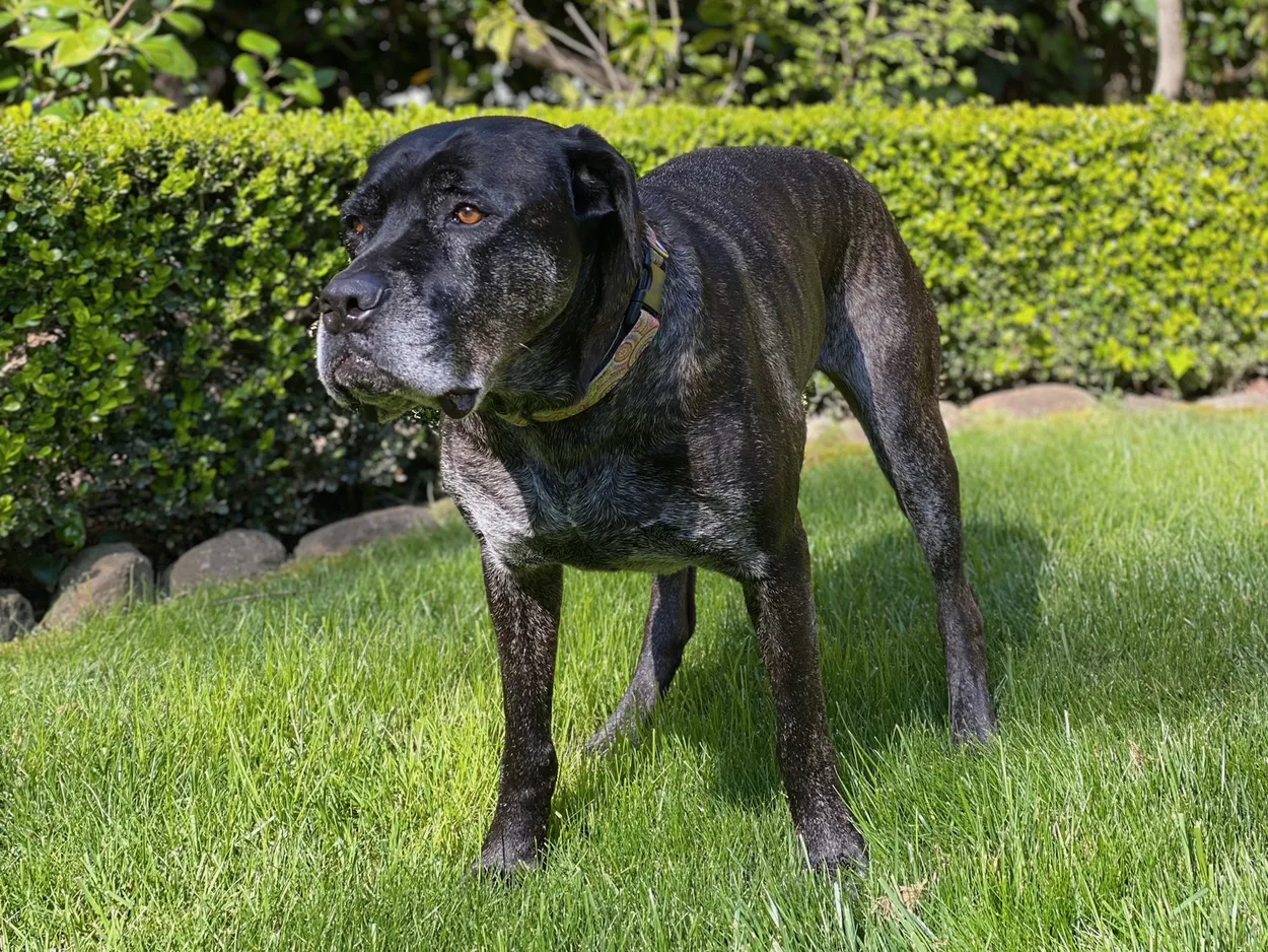 An adult female grey-brindle Cane Corso with natural ears, standing on a lawn