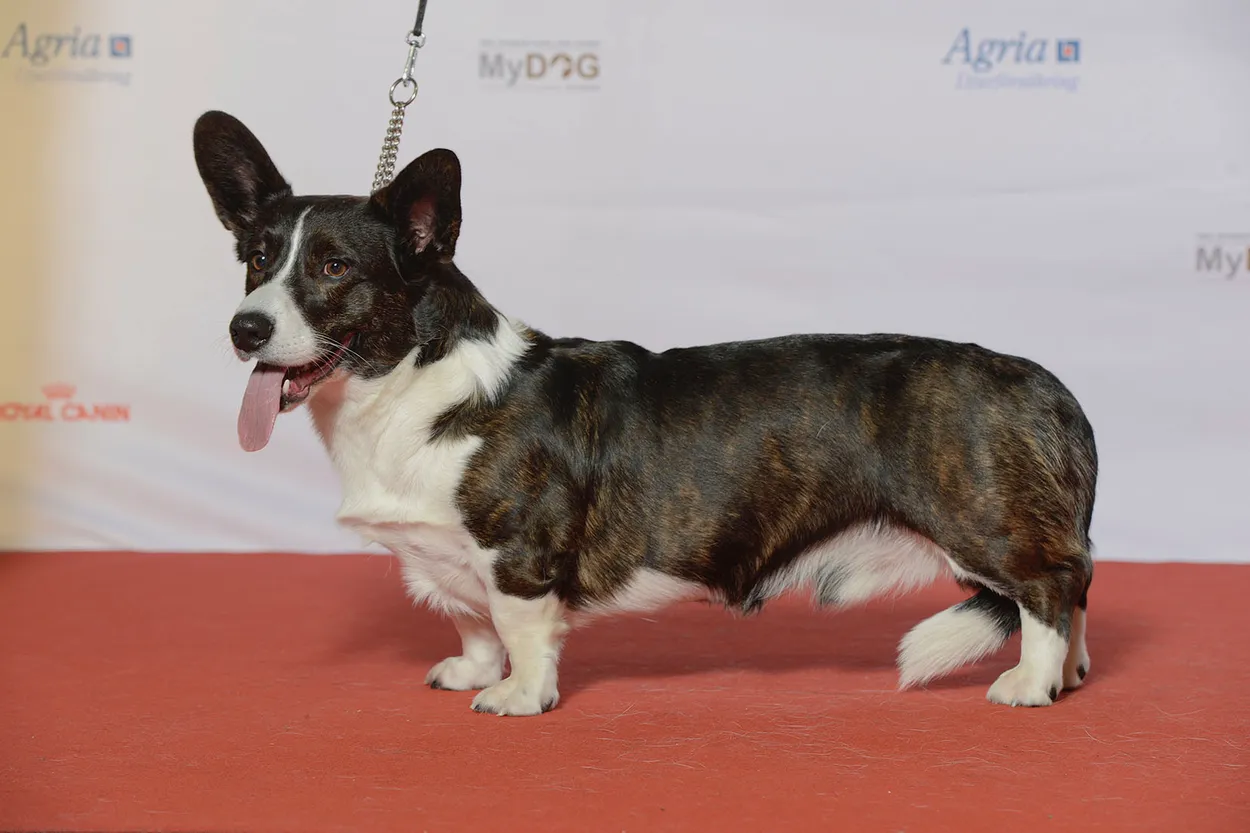 A brindle-and-white Cardigan Welsh Corgi standing side-on at a dog show, showing its long tail