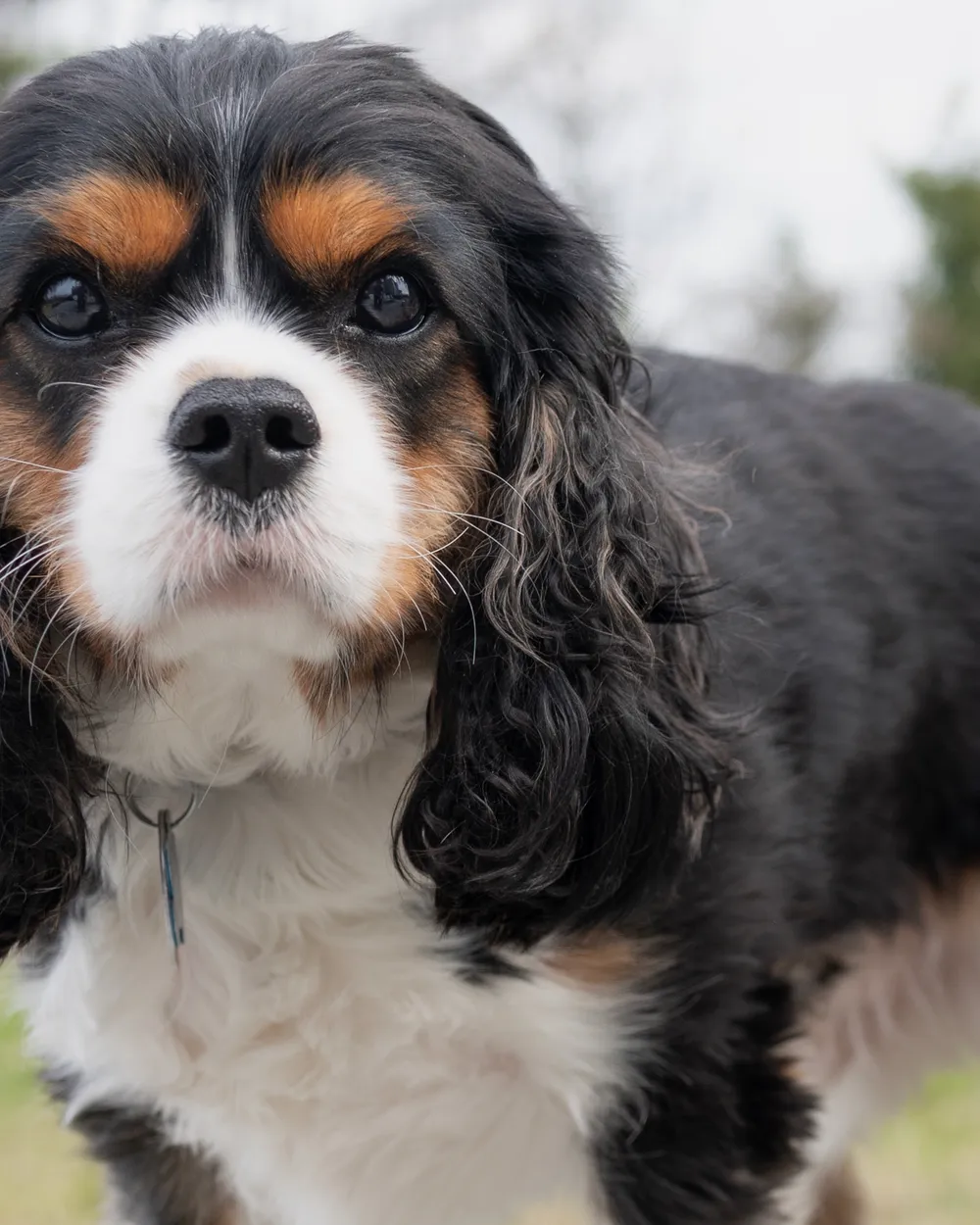 一只三色骑士查理王小猎犬，耳朵上有长长的饰毛