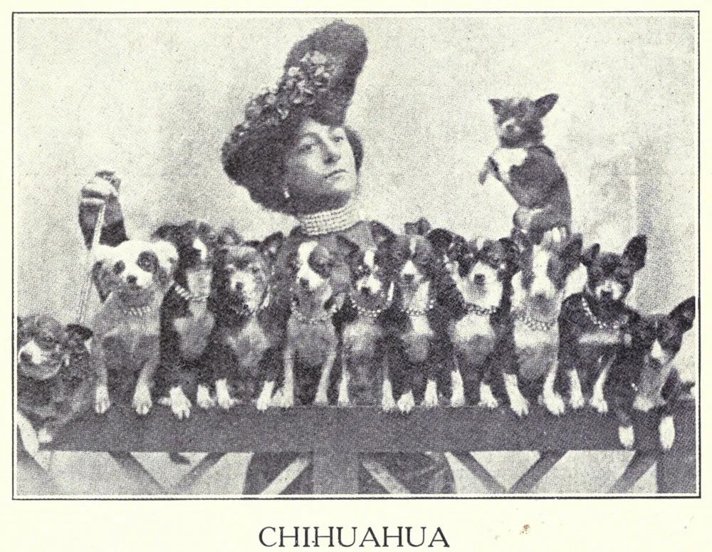 1915 photograph, captioned 'Chihuahua', of a woman in a large hat behind a row of small, prick-eared dogs on a bench, with one more dog standing up on its hind legs