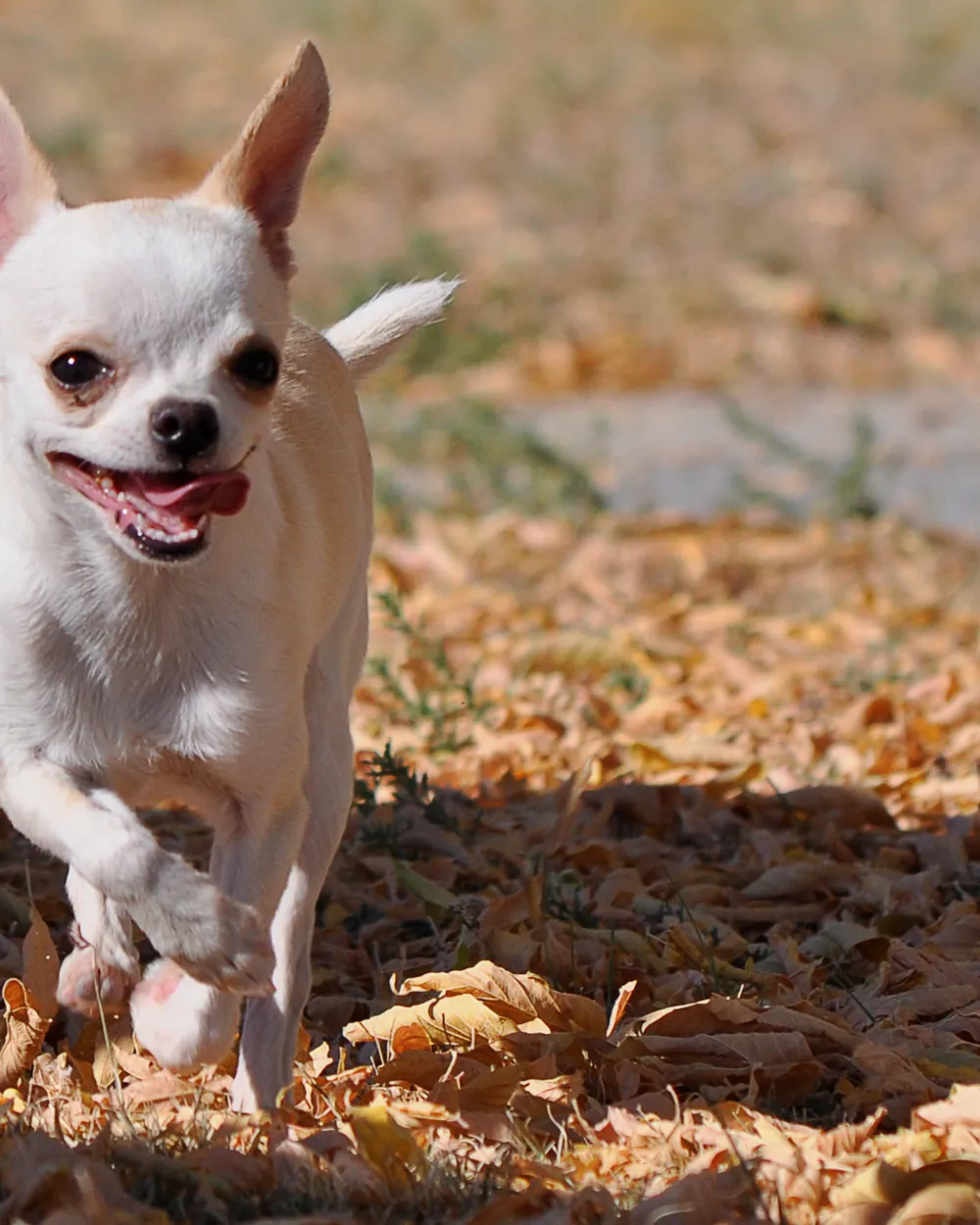 A smooth-coated cream Chihuahua running through autumn leaves
