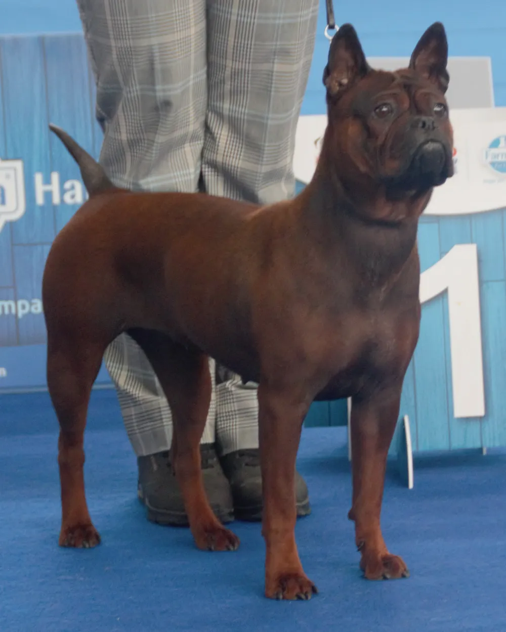 一只成年红色重庆犬在犬展上站立:短毛,三角形立耳,身体紧凑结实