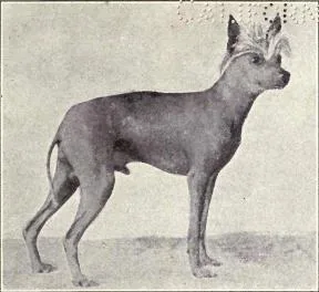 1915 photograph of a hairless Chinese Crested-type dog in profile
