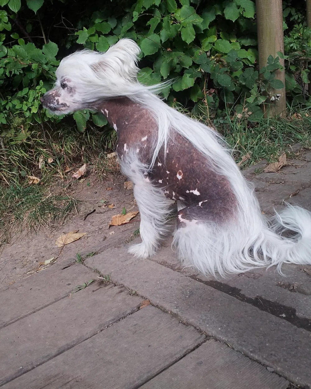 A Hairless Chinese Crested with a silky white crest and plumed tail