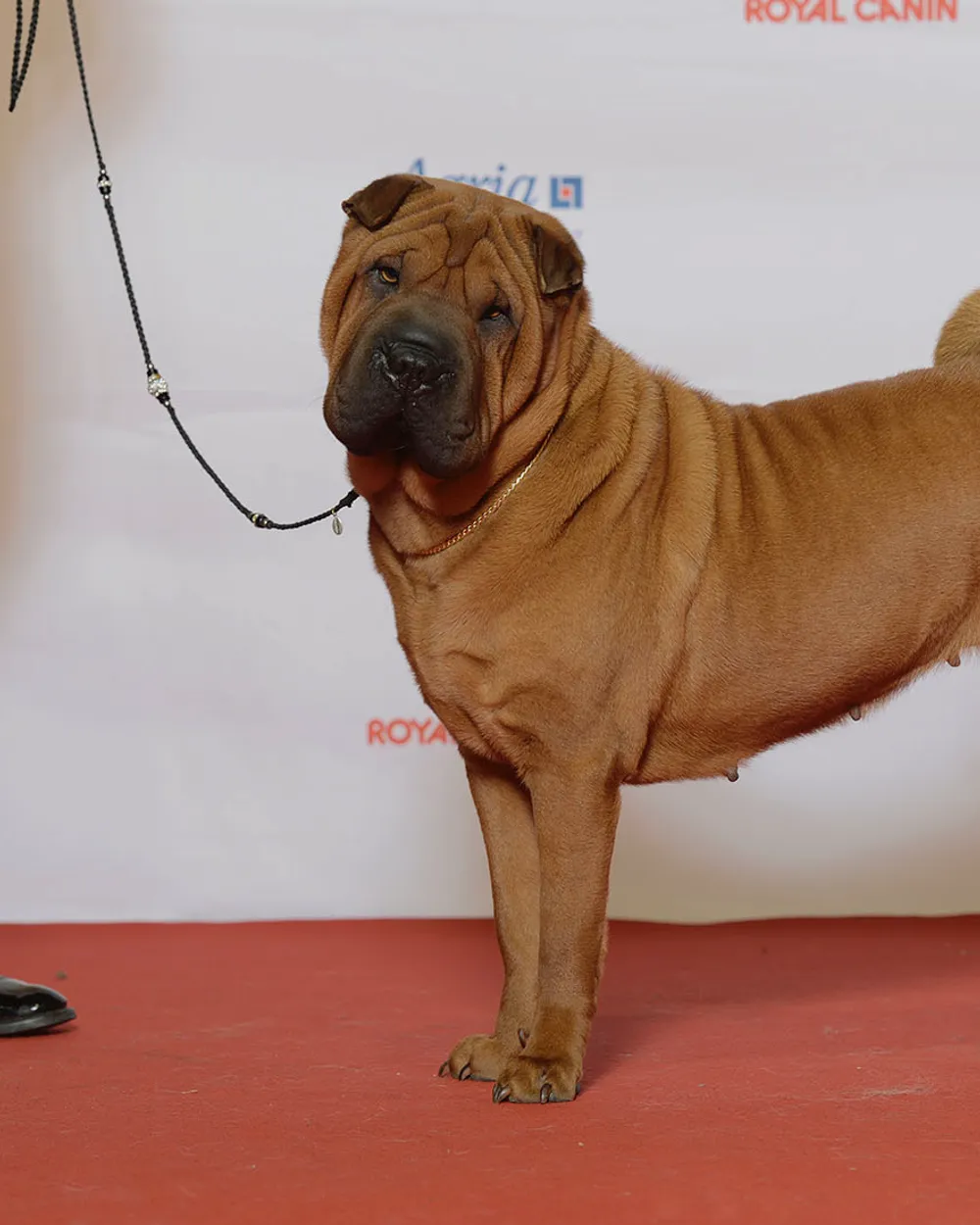 A fawn Chinese Shar-Pei with deep skin folds, standing in profile