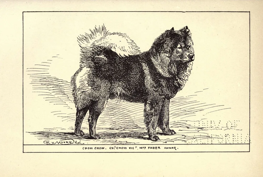 1900 illustration of a Chow Chow from All About Dogs