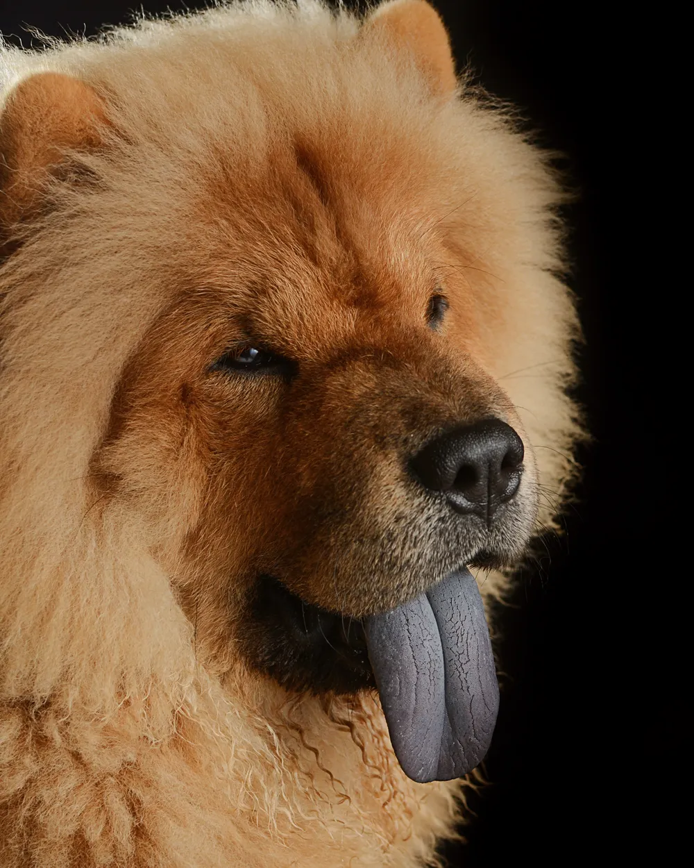 A red Chow Chow showing its blue-black tongue