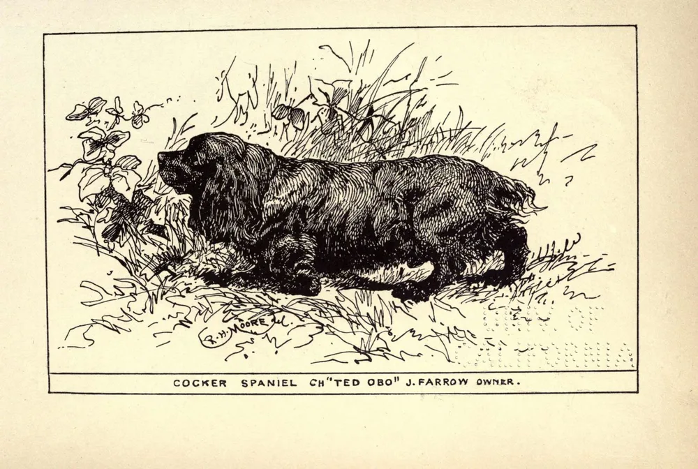 1900 engraving of the black Cocker Spaniel Ch. 'Ted Obo' among grass
