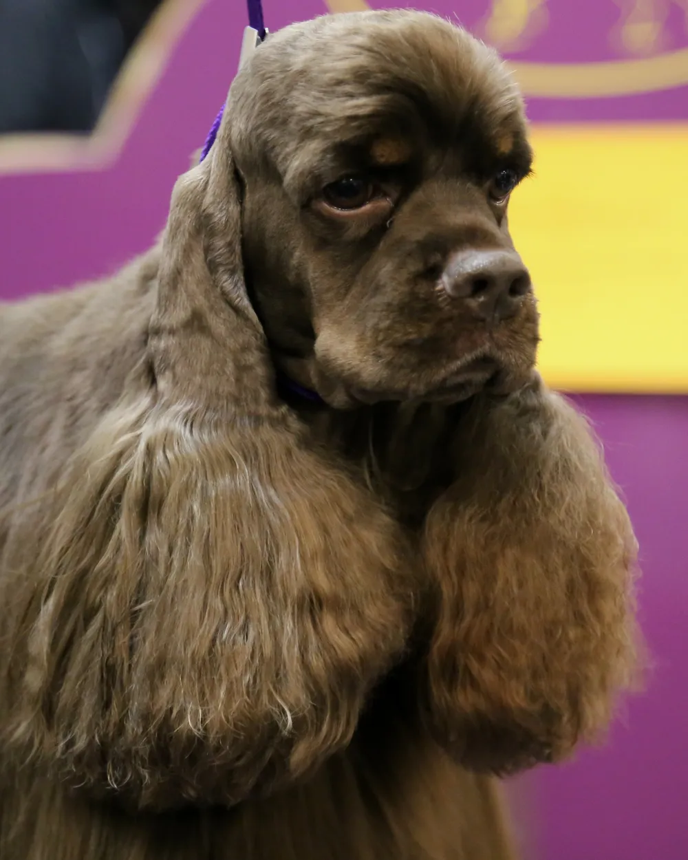 A chocolate-brown (ASCOB) American Cocker Spaniel in full show coat at the Westminster dog show