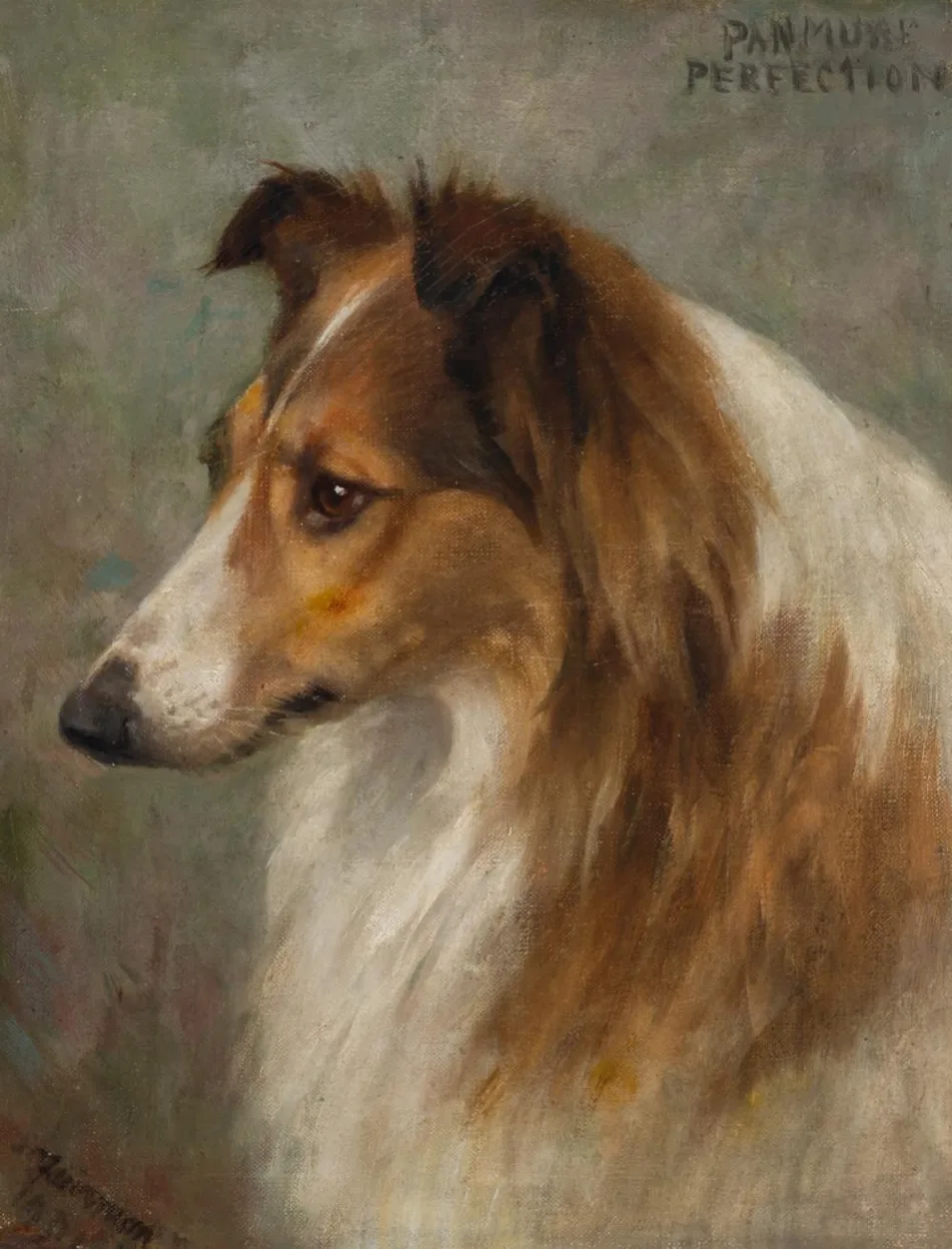 Frances C. Fairman's 1903 head portrait of the sable-and-white Rough Collie Panmure Perfection