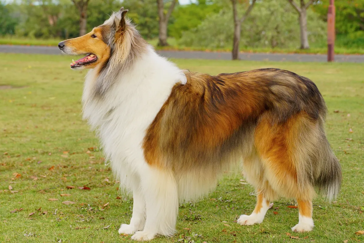 A sable-and-white Rough Collie standing side-on in a park