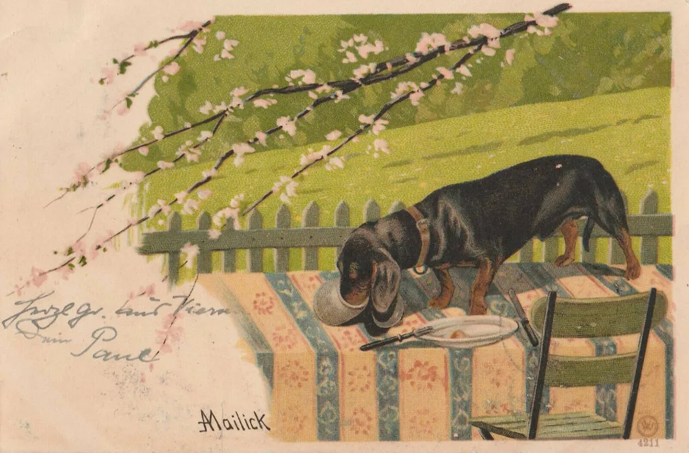 A. M. Mailick's postcard painting of a black-and-tan Dachshund at a garden table