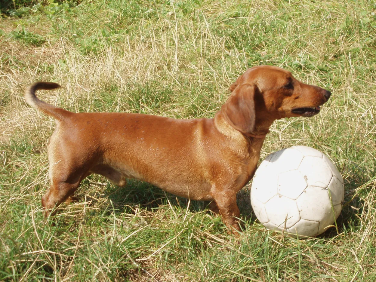 An adult red smooth-haired Dachshund standing side-on in grass, showing its long body and short legs