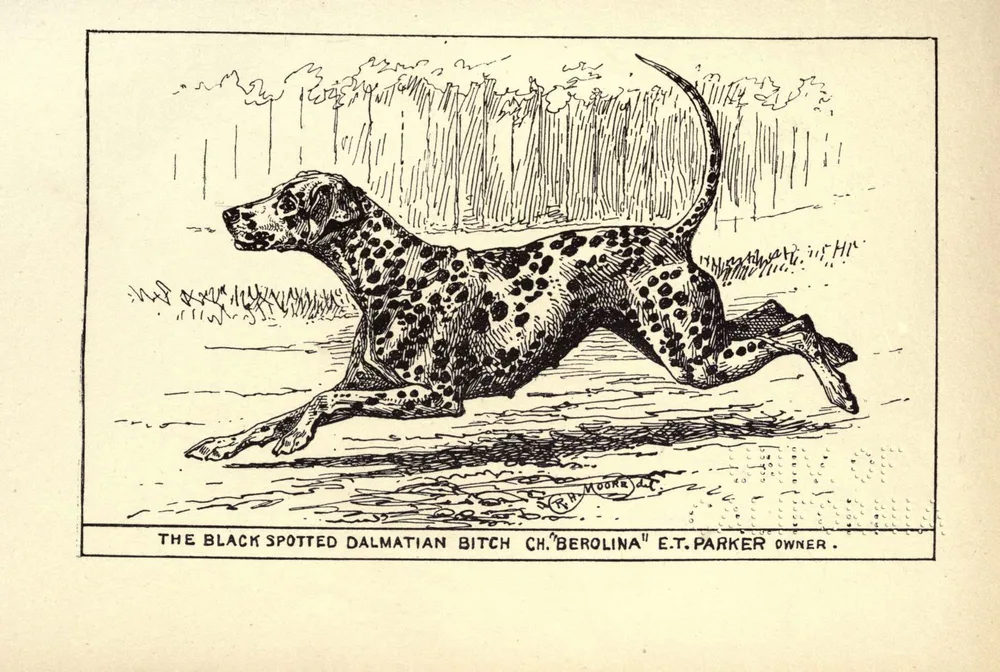 1900 engraving of the black-spotted Dalmatian bitch Ch. Berolina trotting