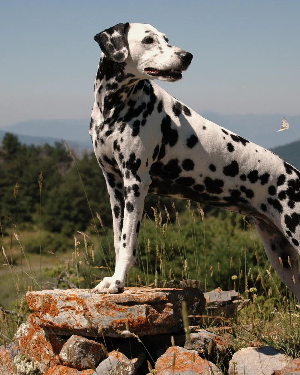 An adult black-spotted Dalmatian standing on rocks in the Pyrenees