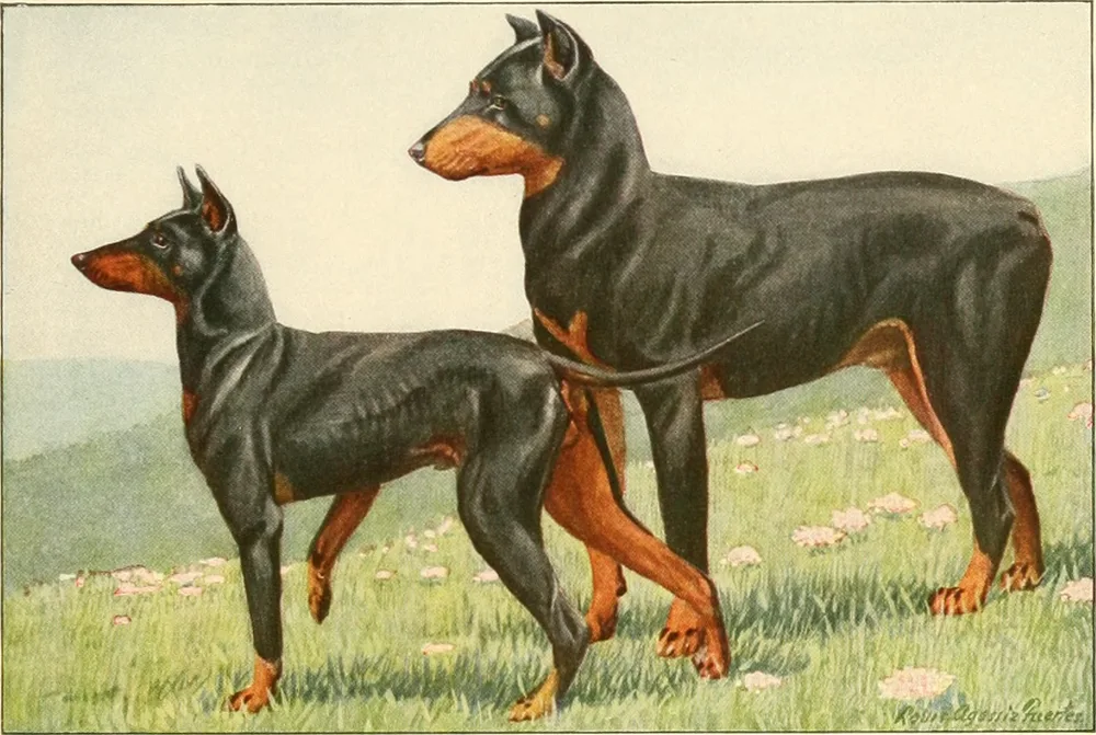Louis Agassiz Fuertes's 1919 painting of a black-and-tan Doberman beside a smaller terrier