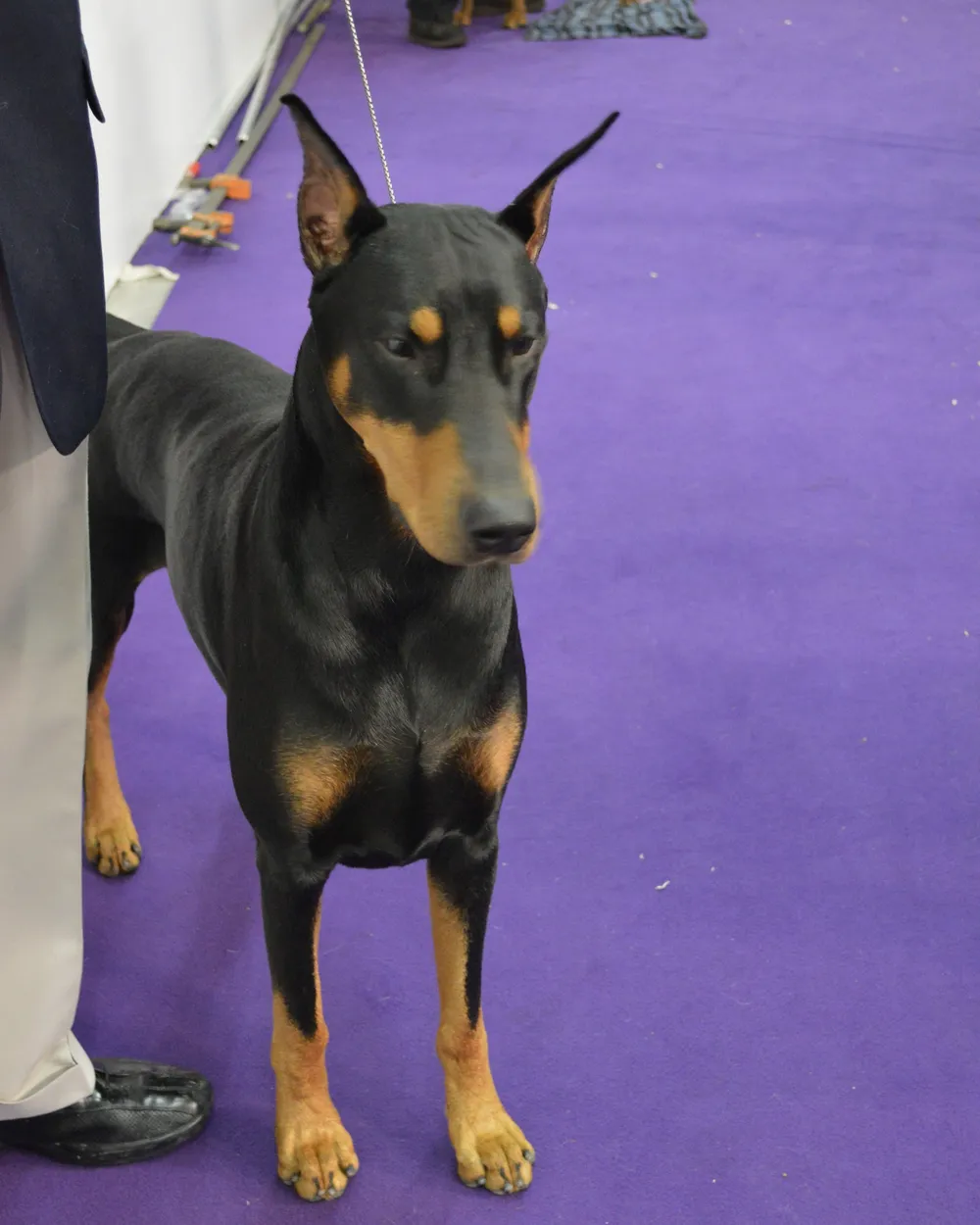 A black-and-tan Doberman Pinscher standing at a dog show
