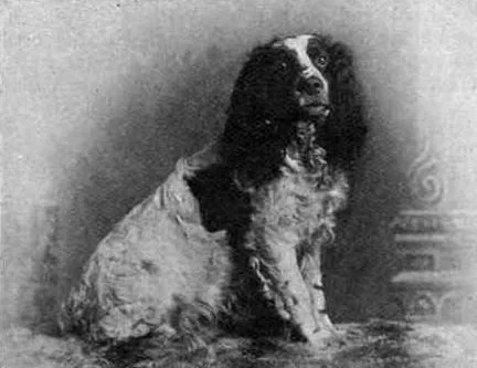 1903 photograph of the English Springer Spaniel 'Shirley', a black-and-white spaniel sitting